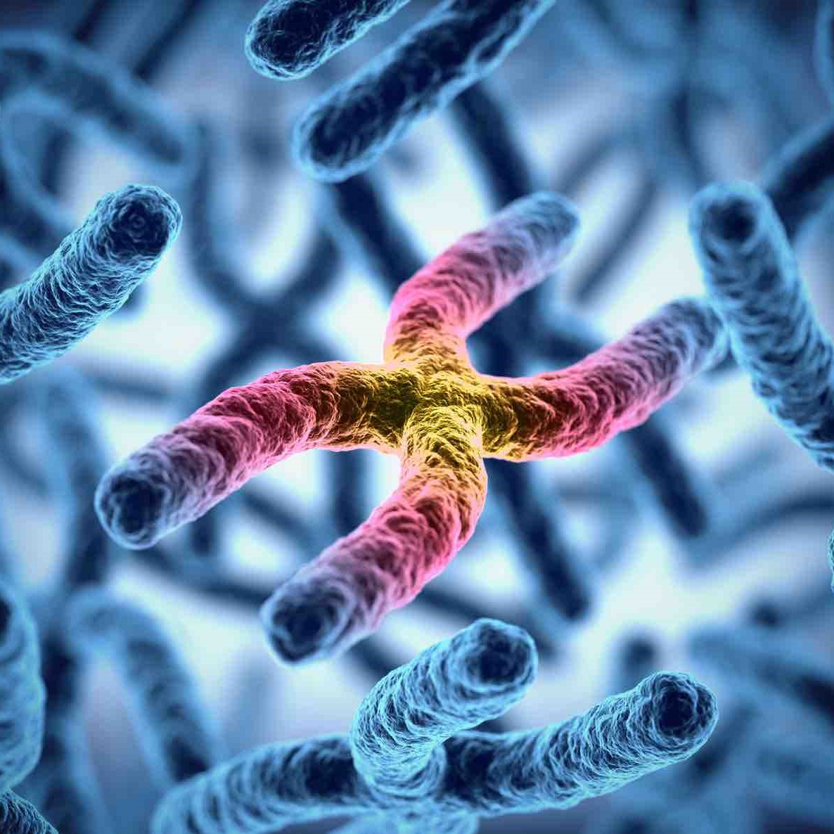 image of chromosomes